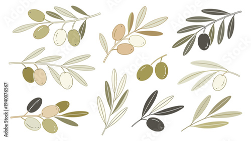 Digital Set Element Botanical Floral Species Olive Branches Stylized Illustration Modern Minimalist Design