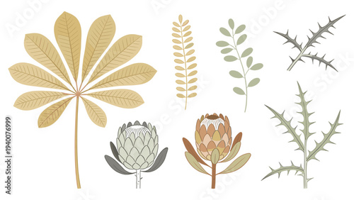 Set element botanical species collection with daisy wheat eucalyptus rose artichoke sunflower cactus stylized flat illustrations