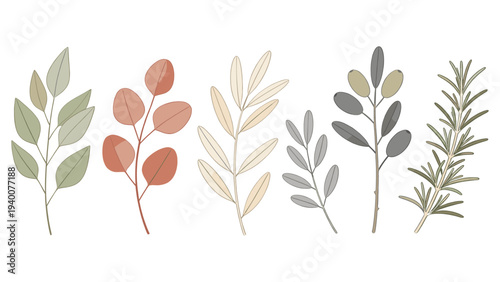 Set element botanical floral species collection illustration featuring leaves and plants in various styles and arrangements