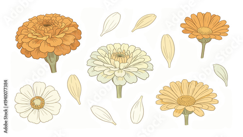 Set element botanical floral species of flowers and leaves illustration in a simple style