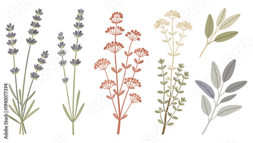 Set element botanical floral species illustration of various flowers and leaves in a detailed botanical style