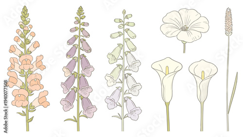 Set element horizontal botanical floral arrangement showcasing snapdragon morning glory cattail diversity