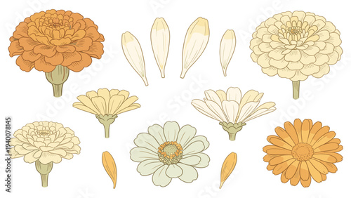 Botanical floral species set element illustration of marigold flowers in various stages of bloom and disassembly