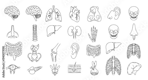 Human organs and anatomy icons detailed black line art set of internal body parts and skeleton isolated on white background