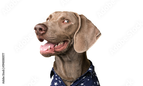 Adorable Weimaraner Dog Wearing Blue Star Patterned Shirt With Happy Expression Against Plain White Background, jpg