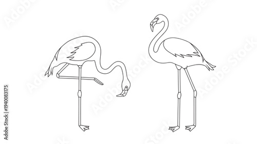 Flamingo outline set with one bird in a graceful pose and another bird bent down feeding on a white background, vector art.