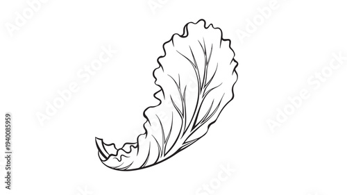 Lettuce leaf, a hand-drawn black and white illustration with clear veins and ruffled edges on a white background.