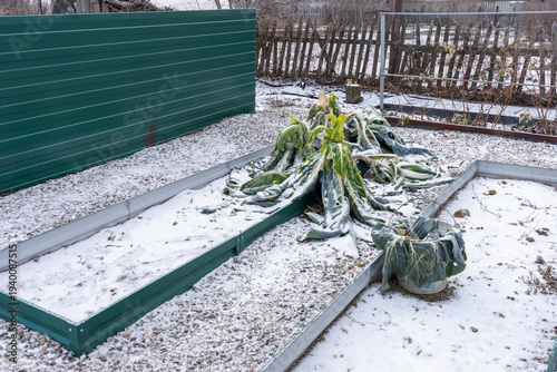 Billede på lærred Abandoned cabbage rows show ice rimmed leaves and soil dusted in white after an abrupt freeze