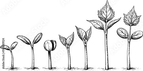 Hand Drawn Black And White Stages of Plant Growth From Seedling to Plant sprout