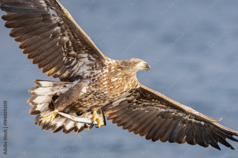 Fototapeta premium White‑Tailed Eagle Close‑Up with Fish in Talons