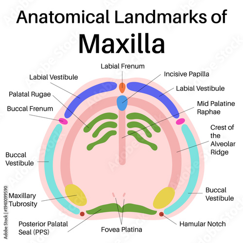 Anatomical Landmarks of Maxilla.