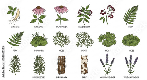 Botanical illustrations of various plants and flowers including echinacea ferns moss and lavender on white background