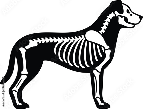 Dog skeleton structure silhouette vector illustration xray style graphic isolated on a white background