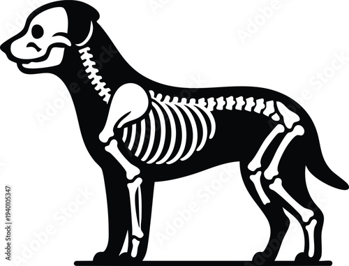 Dog skeleton structure silhouette vector illustration xray style graphic isolated on a white background
