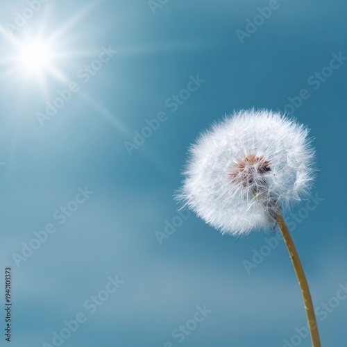 Dandelion against blue sky with bright sunlight