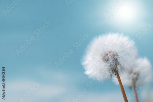 Close-up of dandelions against a bright blue sky with sunlight