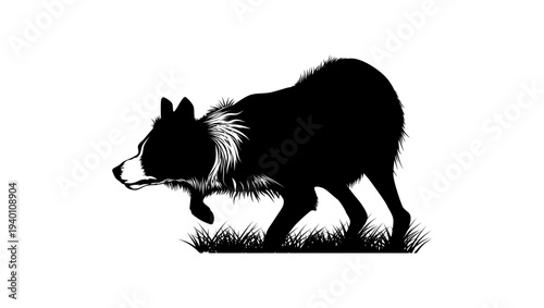 border collie in action, black isolated silhouette