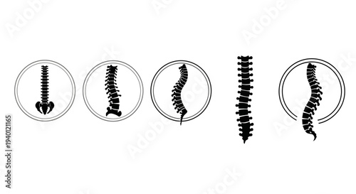 Human Spine Illustrations Showing Different Views and Curvatures.