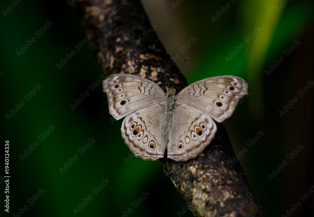 Fototapeta premium Junonia atlites