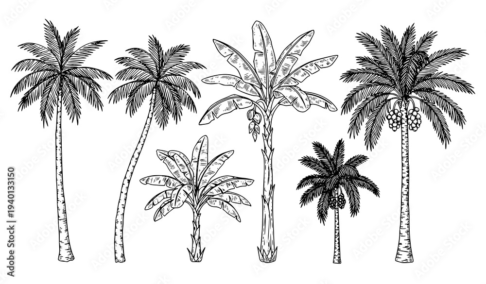 Fototapeta premium Hand drawn tropical palm tree set with coconut banana and date palms vintage sketch vector illustration