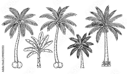 Different palm tree species sketch collection with coconut banana and date palms vector illustration