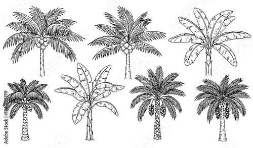 Tropical palm trees sketch vector set with coconut banana and date palms botanical illustration