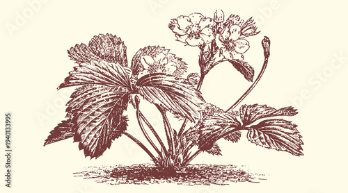 Vintage Botanical Illustration of Strawberry Plant with Flowers and Leaves, Hand-Drawn Sketch in Sepia Tones