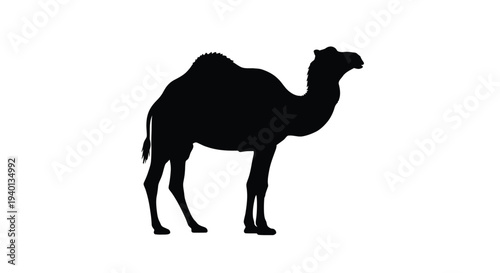 Silhouette of a dromedary camel standing in profile against white