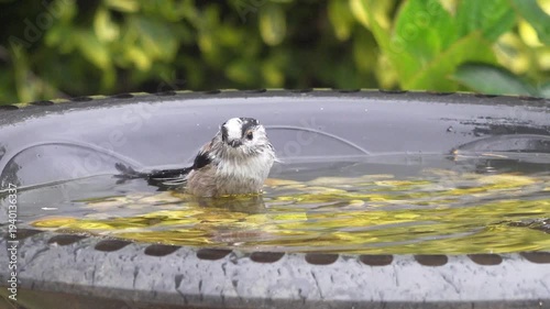 Long-tailed tit washing in a garden bird bath, England