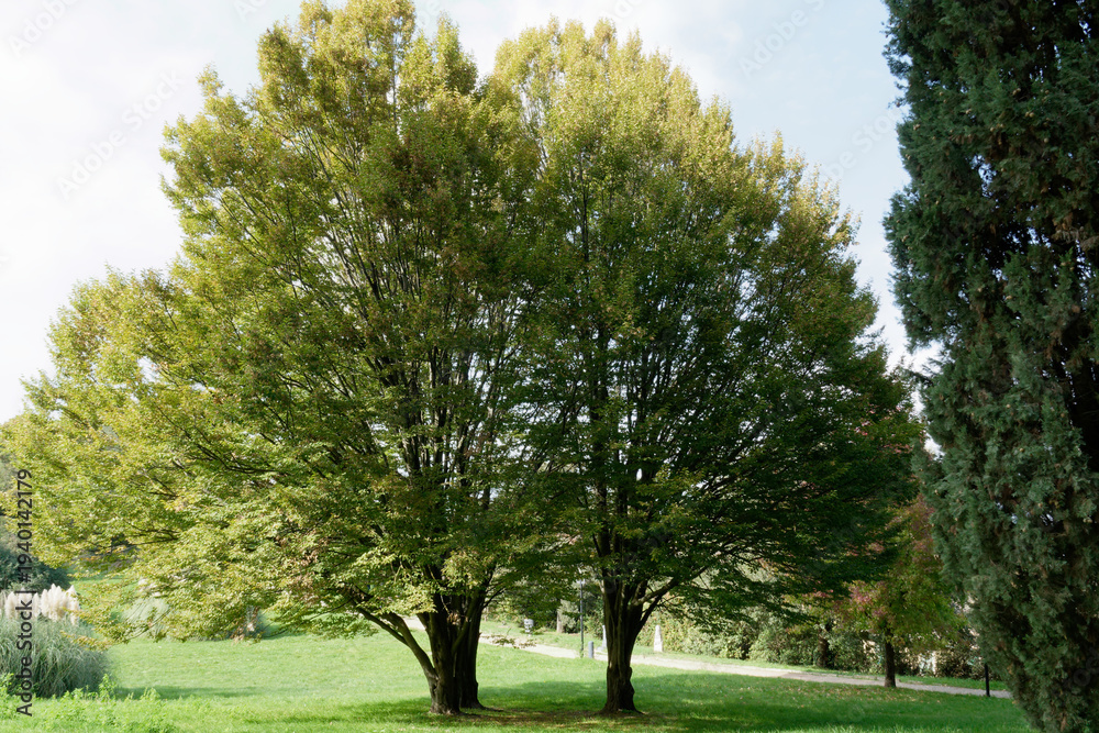 Obraz premium Two majestic beech trees in a garden . Tuscany, Italy