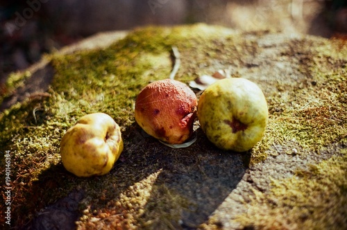 Photos Three fallen quince fruits on a mossy stone in warm natural light