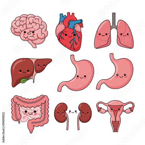 Human Organs Anatomy Cartoon Style Illustration.