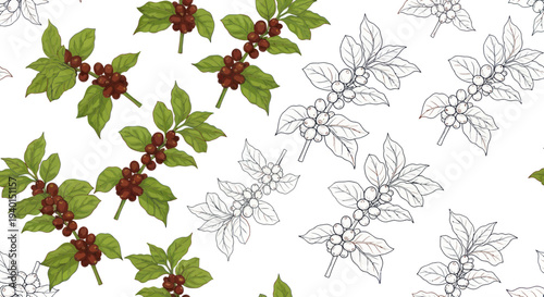 Coffee Plant Branch Pattern, Unfinished Sketch and Realistic Illustration