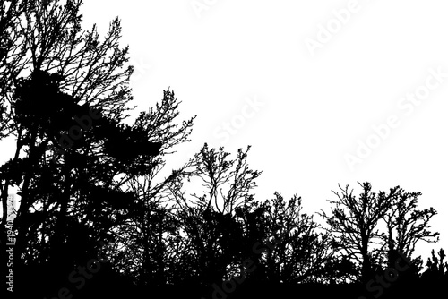 Natural tree silhouette. Isolated silhouette of natural trees. Vector illustration. EPS10.