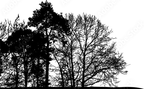 Natural tree silhouette. Isolated silhouette of natural trees. Vector illustration. EPS10.