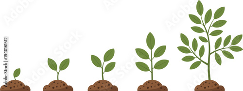 Five stages of plant growth illustration showing sprout, seedling, stem, leaves, mature plant, biology, ecology, environment, education, life cycle