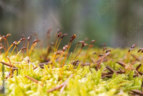 Close-up macro of green forest moss with sporophytes growing on woodland floor, natural ecological background with soft bokeh and copy space.