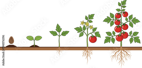 Tomato plant growth stages from seed to ripe fruit showing root development educational vector illustration