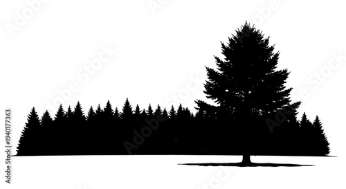 Silhouette of a solitary pine tree in front of a dense forest line