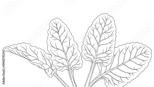 Black and white line art illustration of fresh leafy greens, specifically healthy beetroot or Swiss chard leaves.