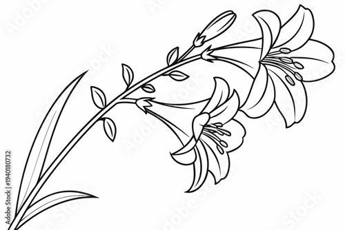 coloring page line art the penstemon flower black vector