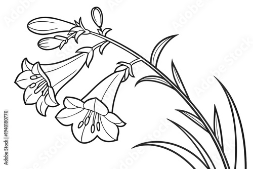 coloring page line art the penstemon flower black vector