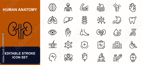Human anatomy web icons in line style. Brain, skeleton, muscle, organ system, bone joint, heart, lung, liver, medical health care. Editable stroke. Vector illustration.