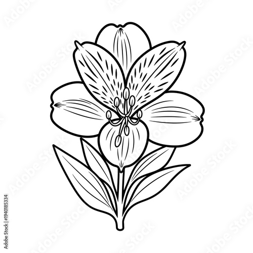 Line art alstroemeria flower isolated 