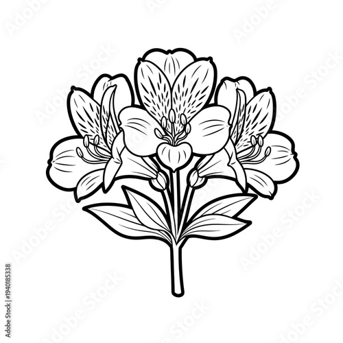 Line alstroemeria flower 