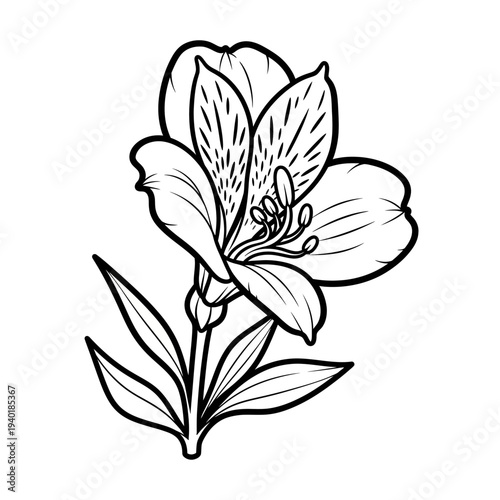 Line art alstroemeria flower 