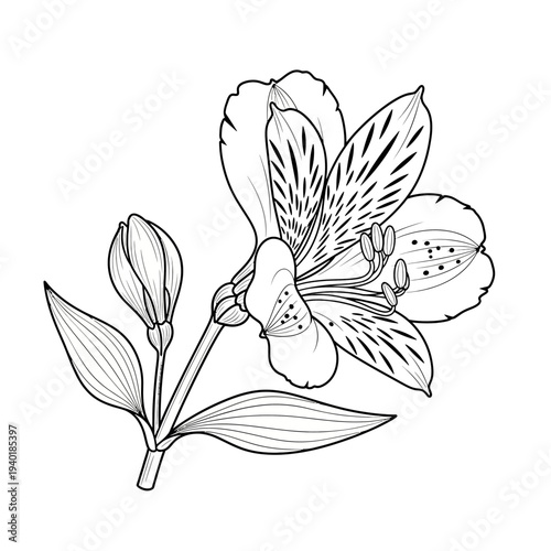 Alstroemeria line art