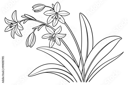 coloring page line art the scilla flower black vector