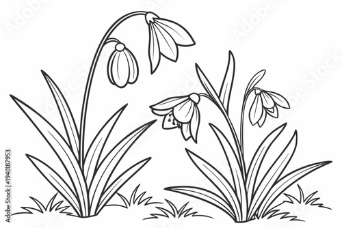 coloring page line art the scilla flower black vector