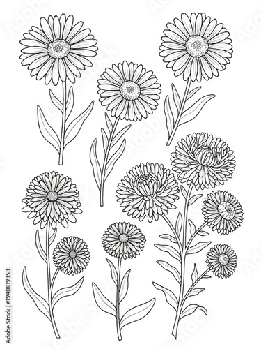 Set of Line art aster flower 